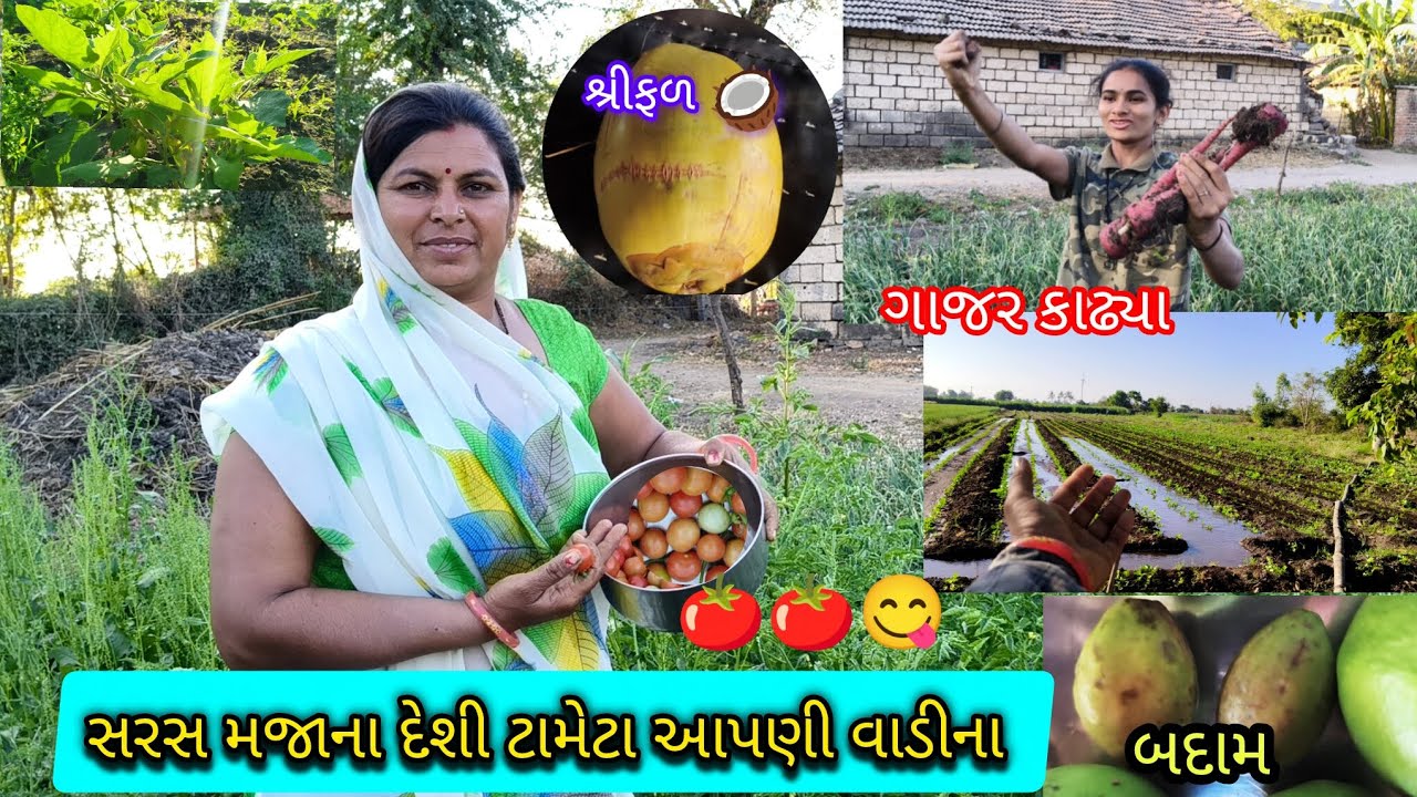 સરસ મજાના દેશી ટામેટા આપણી વાડીના 🍅😋🍅