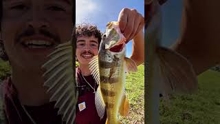Peacock bass in Puerto Rico 🇵🇷