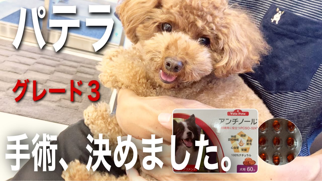 パテラ 手術する事に決めました お勧めのサプリメントやエリザベスカラーご紹介 Youtube