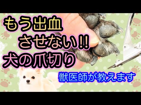 【犬の爪切り】獣医師が動画・イラストで解説‼︎出血させない爪切り-カットラインを見極めれば一人でも大丈夫‼︎初心者必見‼︎-