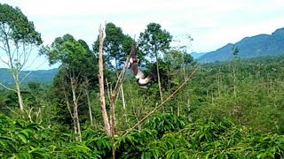 KUTILANG BAHARI