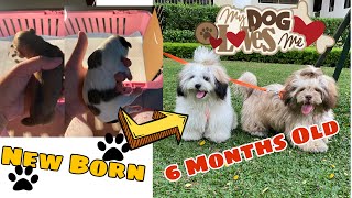 SHIH TZU GROWING UP | NEW BORN TO 6 MONTHS OLD | PUPPY TRANSPORMATION | Hydrhoze Vlogs