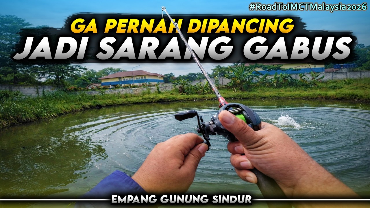 GILA SAMBARANNYA‼️AKHIRNYA GABUS BABON LANDED‼️