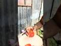 I grew tomatoes in recycle water bottles #gardening #biofertilizer #farming #homegardening #nature