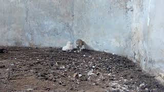 Protección y conservación de la lechuza común (Tyto Alba) – Suances Cantabria