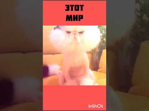 Мне уже это мир абсолютно понятен #юмор #нарезка #смешное #прикол #memes #коты #мир