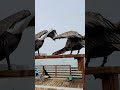 Kissing pelicans