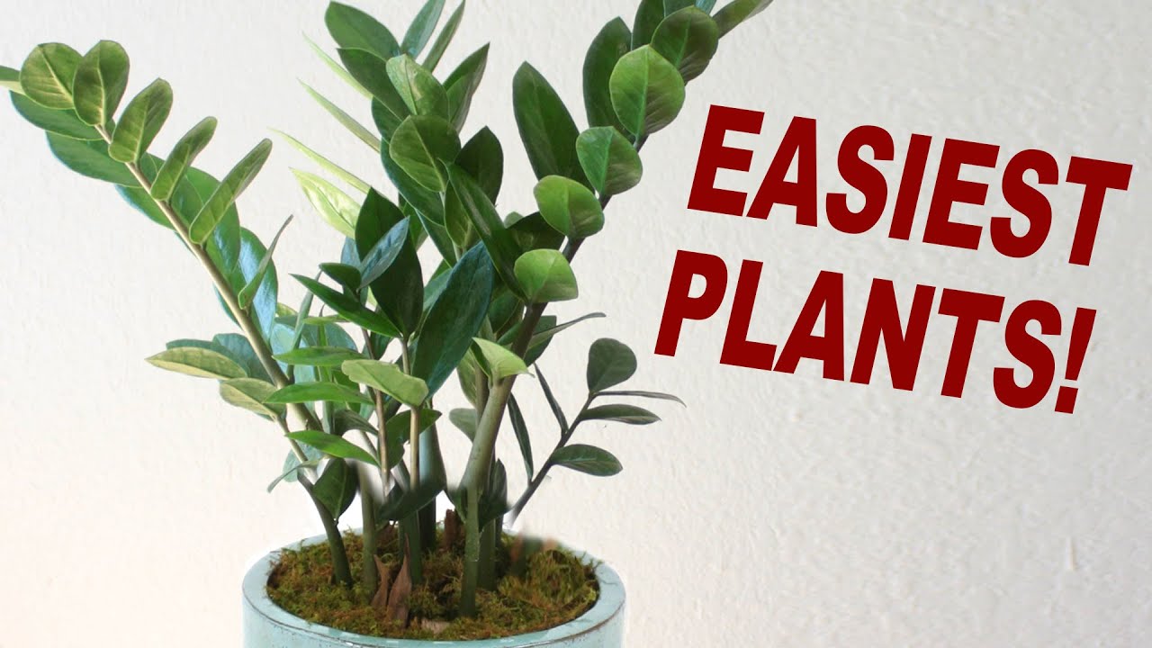 Plants For Plant Killers YouTube