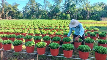 làng hoa gò ổi: Cúc mâm xôi(4 cơi), chia sẻ của chú về chăm sóc Cúc mâm xôi và thêm giá thể cho cây