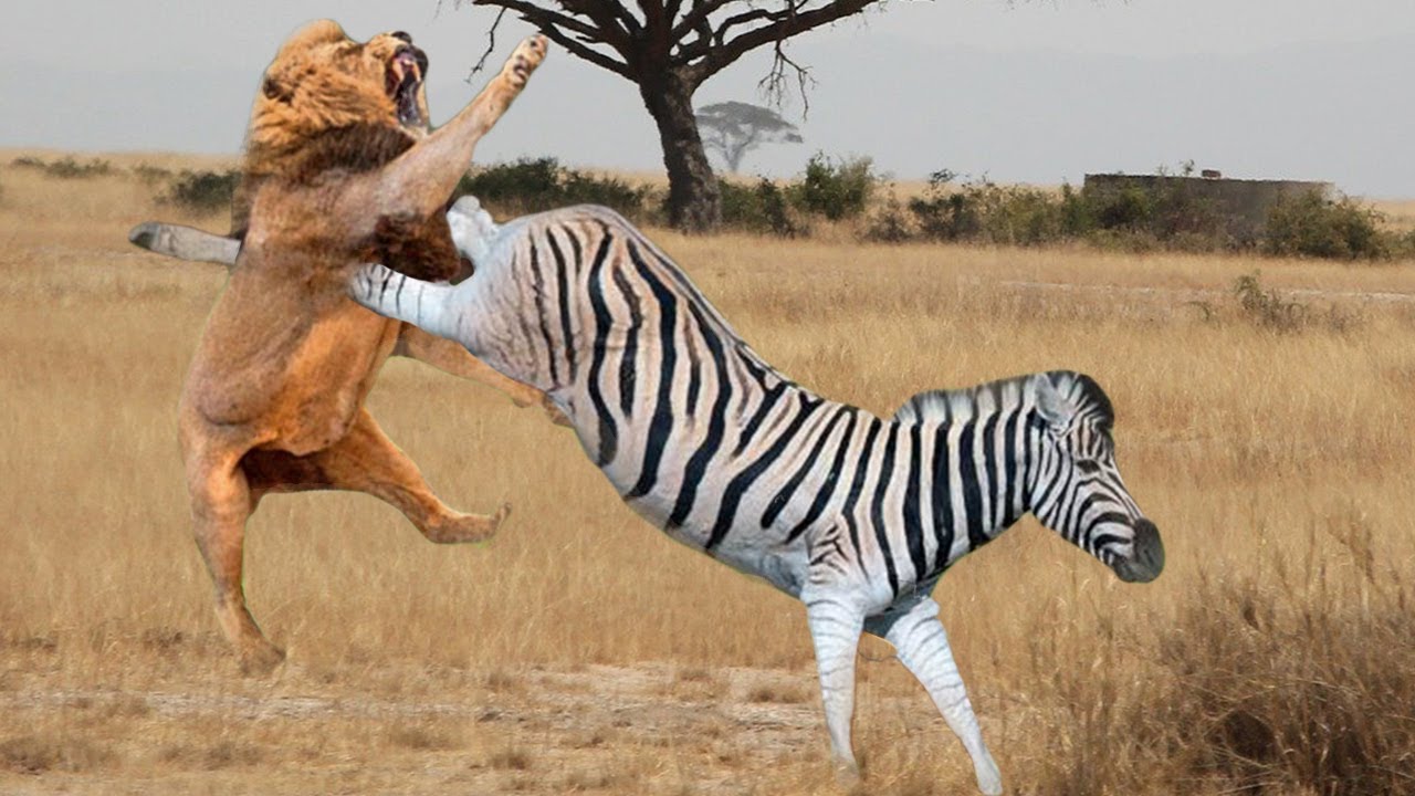 Mama Zebra attacks Lion very hard to save her baby, Wild Animals Attack -  YouTube