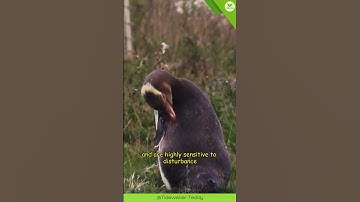 Thumbnail of Yellow-Eyed Penguin 🐧 The Endearing Coastal Waddler | The Wise Hub