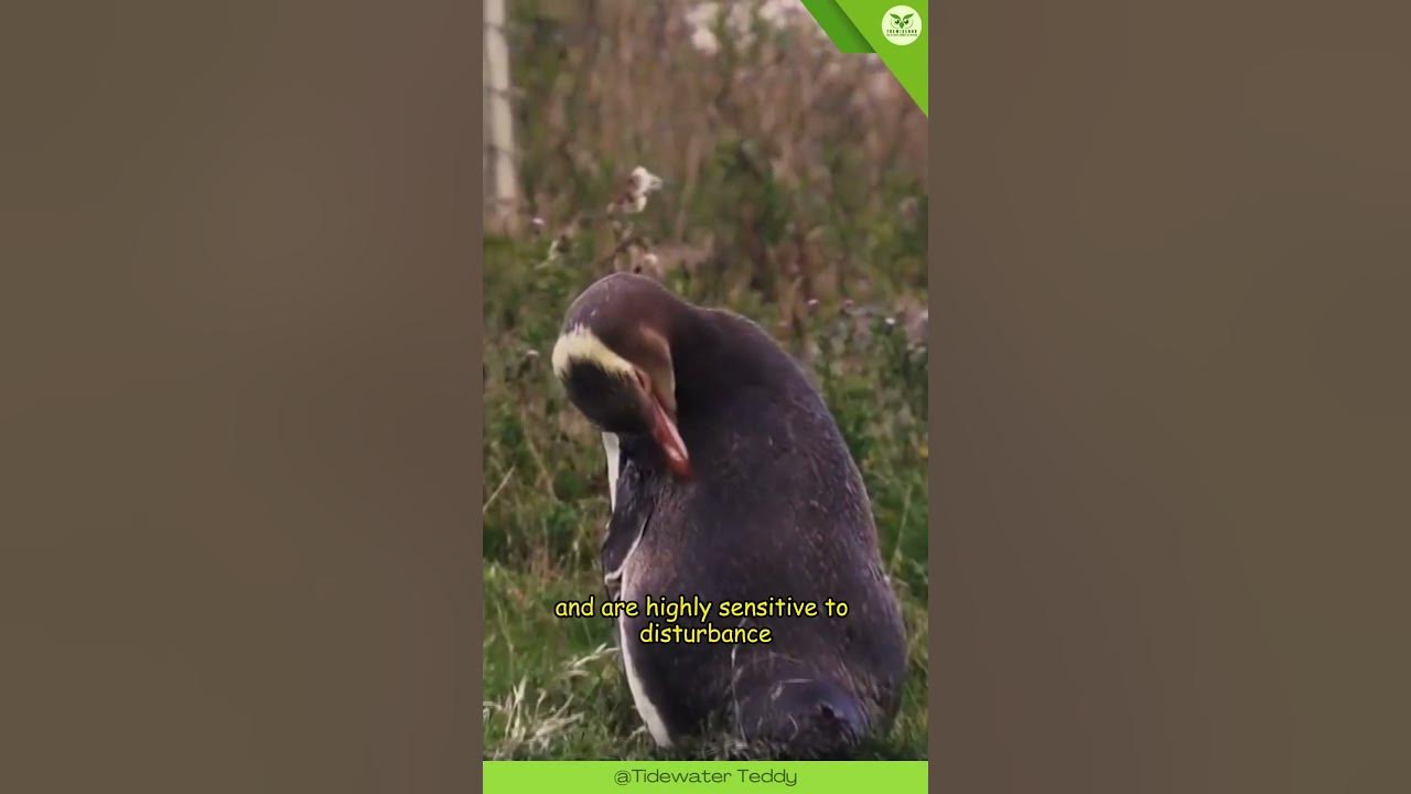 Yellow-Eyed Penguin 🐧 The Endearing Coastal Waddler | The Wise Hub