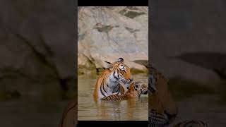 Tigress Cares for Cubs at Watering Hole