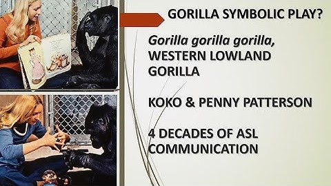 Exploring The Human-Ape Paradox: Linda Marchant - Symbolic Play