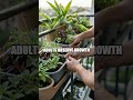 Balcony Biodiversity Challenge A Tiny Urban Ecosystem
