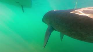Manatee Close Up Encounter