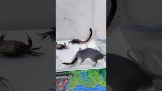 Centipede & Crab & Mouse .29