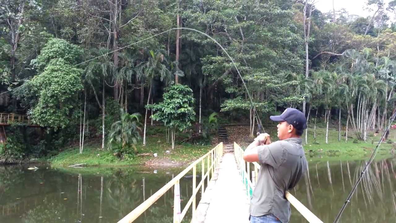 Toman Fishing at Empangan Air Kuning 07042013 YouTube