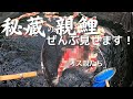 秘蔵の親鯉たち錦鯉の極意【産卵】#塩田養鯉場#産卵#毛仔#稚魚販売
