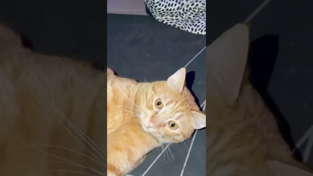 он еще и талантливый!