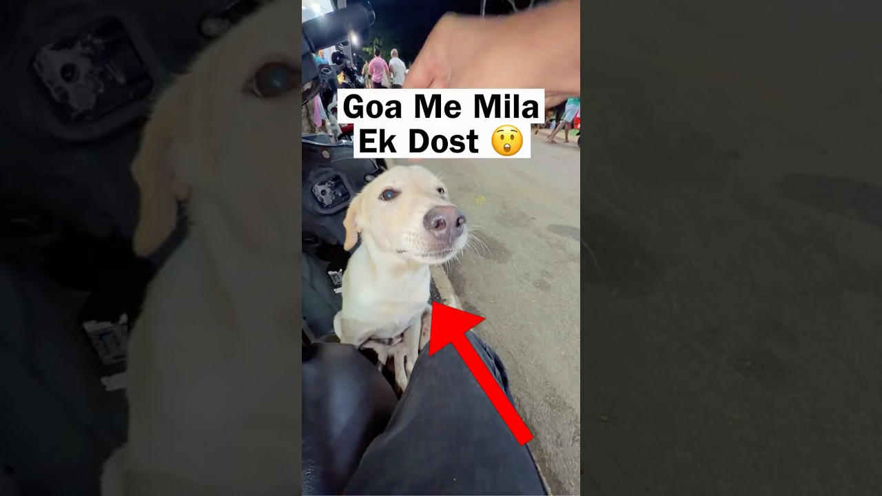 Original Title & Thumbnail
