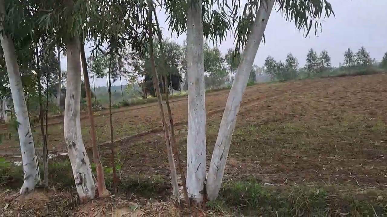 44acres land with two motor connections for sale inside chandigarh road, Hoshiarpur.