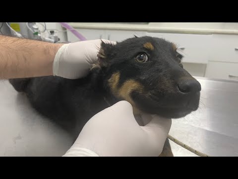 KÖPEK KULAK KESİMİ -- 12 YAŞINDAKİ ÇOCUKLAR KÖPEĞİN KULAĞINI KESMİŞLER😡😡