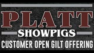 Platt Showpigs : Customer Open Gilt Offering - Lot 23