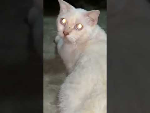 Video: Tại sao con mèo của tôi Mắt phát sáng trong bóng tối?