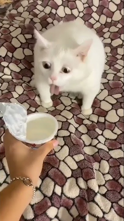 Блюющий кот картинка мем