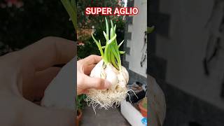 AGLIO SUPER. coltivano in vaso sul balcone in casa #AGLIO #orto #giardinaggio #garden #primavera