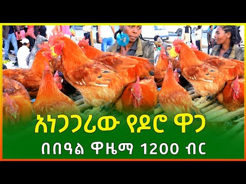 🛑 ዶሮ 1200 አነጋጋሪ የዶሮ ዋጋ በበዓል ገበያ | Chicken Price In The Holiday Market | Gebeya