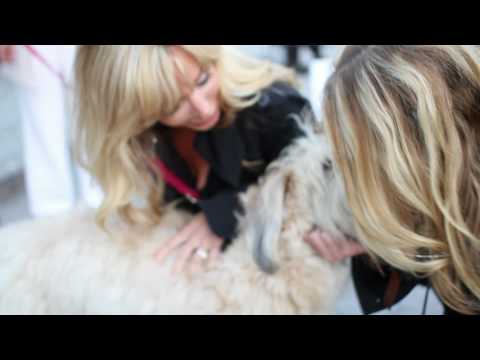 Lucy Angel Dog Face Blonde