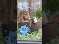 Bathtime, Kookaburra style
