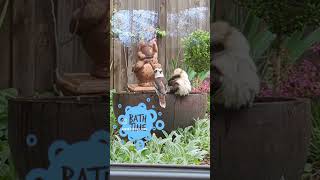 Bathtime, Kookaburra style