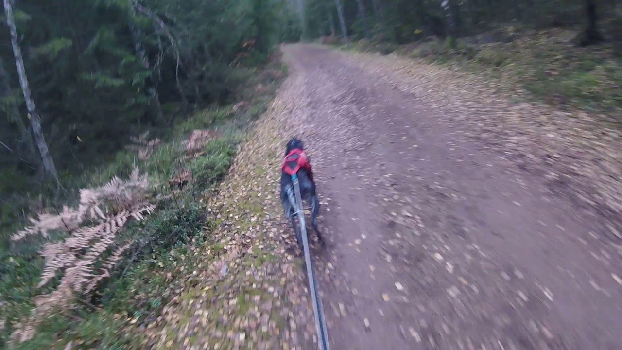 WCh IFSS 2019 Nybro Sweden SC1 Ripley