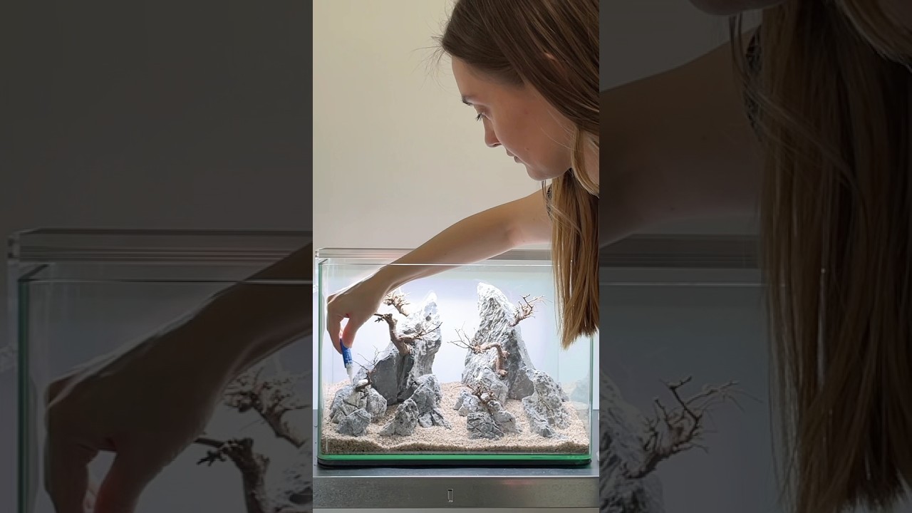 ↖️Bonsai Peaks Shrimp tank 