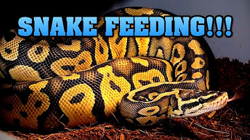 Live feeding an ENTIRE RACK OF PYTHONS!!!!!