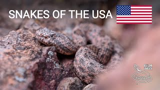 Snakes of the USA, 5 species from plains and rocky areas, 3 rattlesnake species, Eastern racer