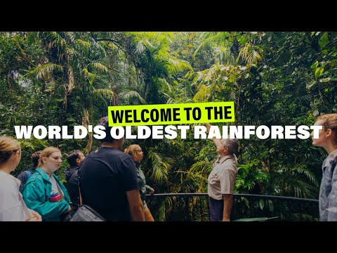 Daintree: Welcome to the World's Oldest Rainforest