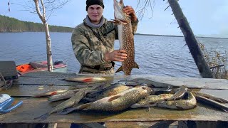 Шикарная рыбалка на диком озере, среди Васюганских болот..