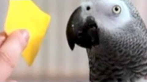 CARTA: Human and Non-Human Cultures -- Peter Tyack