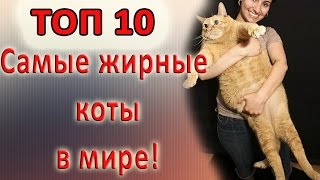 Самые толстые коты. ТОП 10 / Fattest cats TOP 10 Самые толстые коты. ТОП 10 / Fattest cats TOP 10