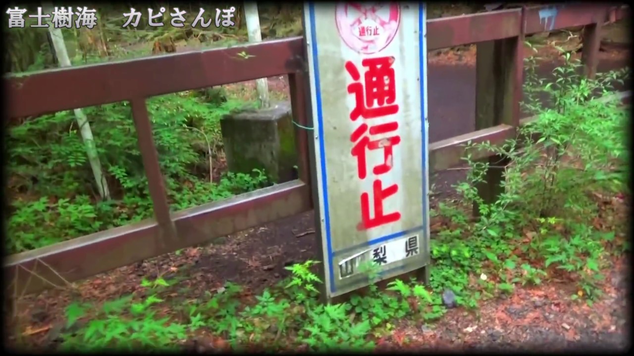 裏名所 富士樹海の真実 青木ヶ原樹海ドキュメント 心霊 捜索 富士樹海の行き方 Youtube