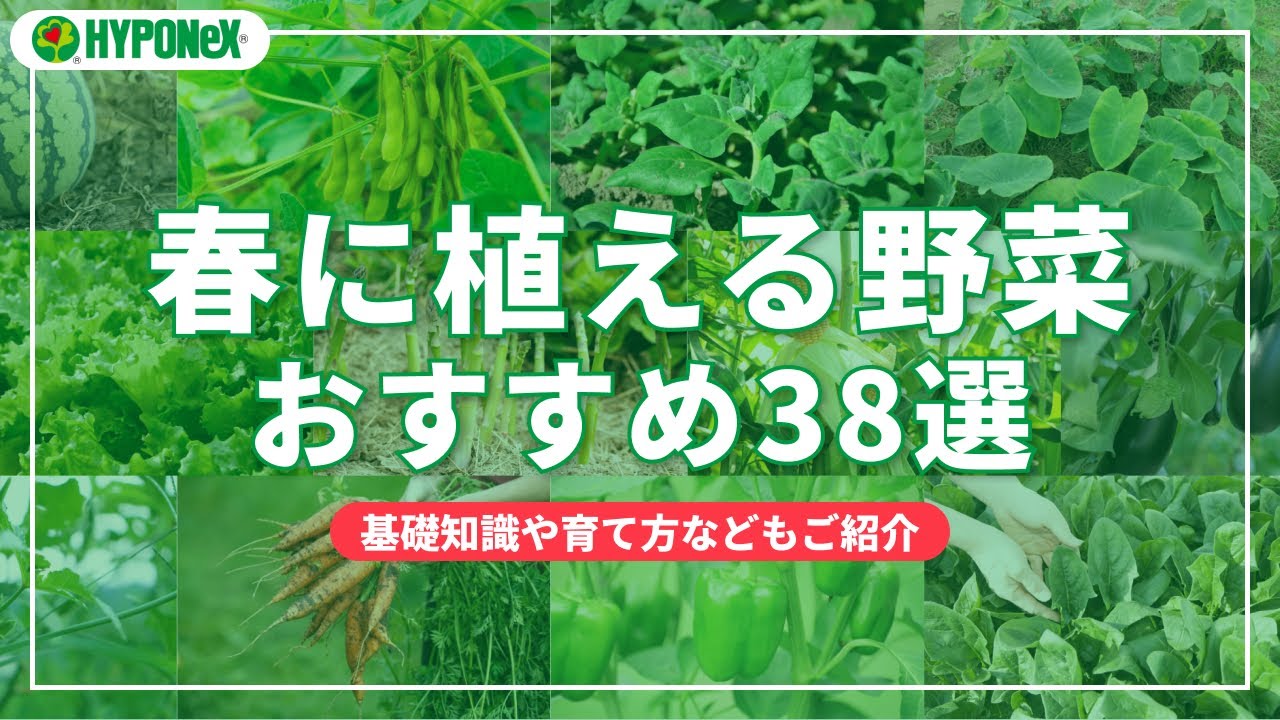 春に植えるおすすめ野菜38選｜春に植える野菜栽培とおすすめの野菜をご紹介