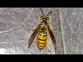Yellow Jacket Nest Infestation Removal in wall Wasps