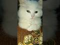 💞Ese bhola ban ka ha batha💞#cat #catlovers #lovers #doglovers #youtubeshorts #utubeshorts #cutecat