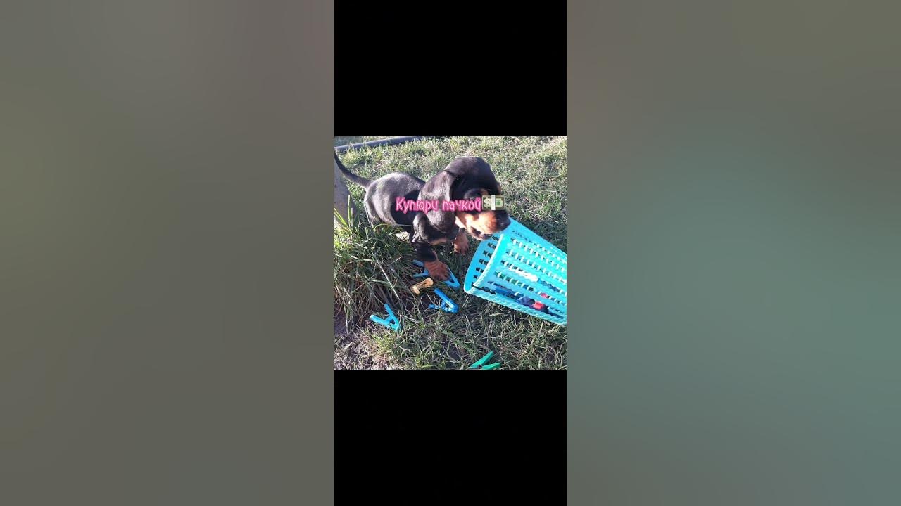 Моя собачка одета дороже тебя! - YouTube