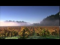 Virtual Vintner Fog