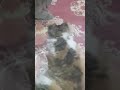 sara# gudiya #comedy#😂😂😂 Short videos # cat's 😺 💕 lover's ❤️❤️